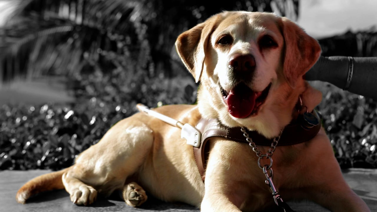 Guide Dogs for the Blind — Vickie's Story